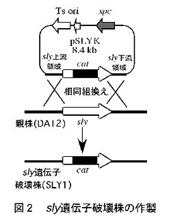 図2 sly遺伝子破壊株の作製