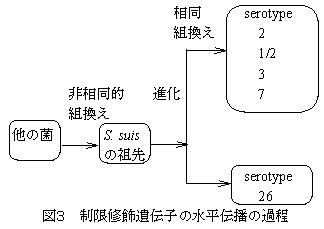 図3 制限修飾遺伝子の水平伝播の過程