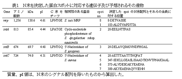 表1 N末を決定した蛋白スポットに対応する遺伝子及び予想されるその産物