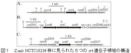 図1 S.suis NCTC10234株に見られた5つのsrt遺伝子領域の構造