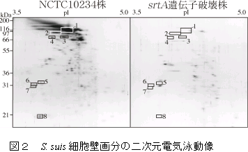図2 S. suis細胞壁画分の二次元電気泳動像