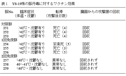 表1 YS-19株の豚丹毒に対するワクチン効果