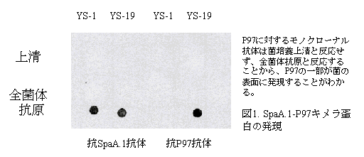 図1 SpaA.1-P97キメラ蛋白の発現