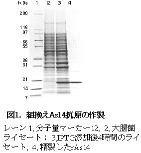 図1 組換えAs14抗原の作製