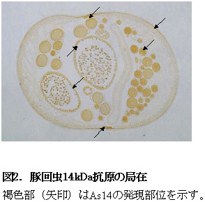 図2 豚回虫14kDa抗原の局在