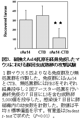 図3 組換えAs14抗原を経鼻免役したマウスにおける豚回虫成熟卵の攻撃試験