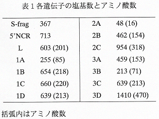 表1 各遺伝子の塩基数とアミノ酸数