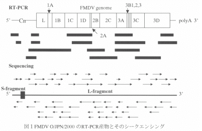 図1 FMDV O/JPN/2000のRT-PCR産物とそのシークエンス