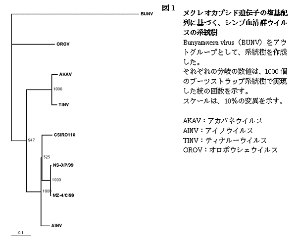 図1 ヌクレオカプシド遺伝子の塩基配列に基づく、シンブ血清群ウイルスの系統樹