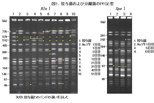 図1 投与菌および分離菌のPFGE型