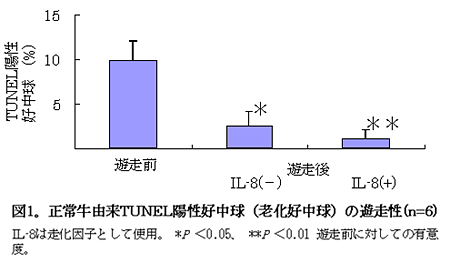 図1 正常牛由来TUNEL陽性好中球(老化好中球)の遊走性