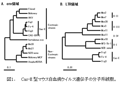 図1. Cas-E型マウス白血病ウイルス遺伝子の分子系統樹