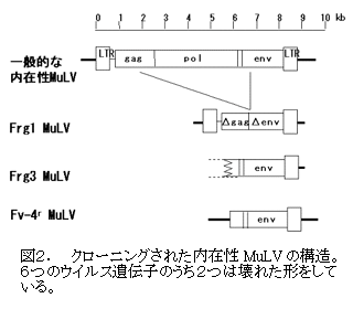 図2. クローニングされた内在性MuLVの構造。6つのウイルス遺伝子のうち2つは壊れた形をしている