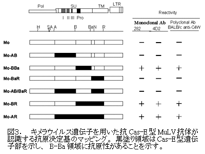 図3. キメラウイルス遺伝子を用いた抗Cas-E型MuLV抗体が認識する抗原決定基のマッピング