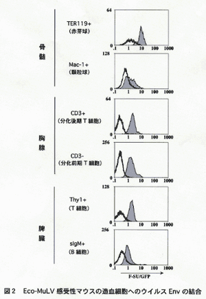 図2 Eco-MuLV感受性マウスの造血細胞へのウイルスEnvの結合