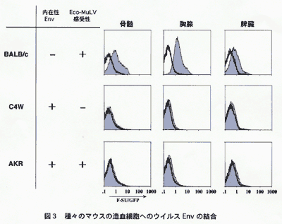 図3 種々のマウスの造血細胞へのウイルスenvの結合