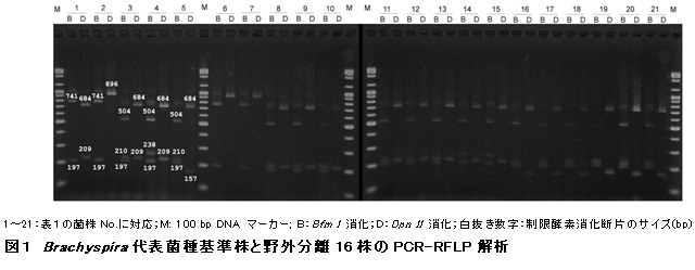図1 Brachyspira代表菌種基準株と野外分離16株のPCR-RFLP解析