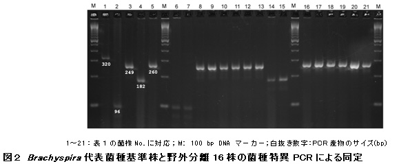 図2 Brachyspira代表菌種基準株と野外分離16株の菌種特異PCRによる同定