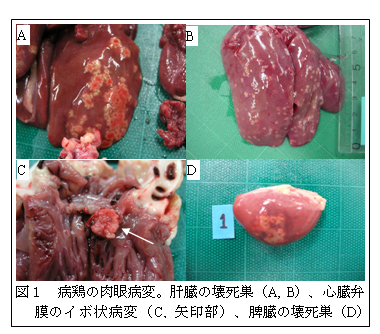 図1 病鶏の肉眼病変。肝臓の壊死巣(A, B)、心臓弁膜のイボ状病変(C, 矢印部)、脾臓の壊死巣(D)