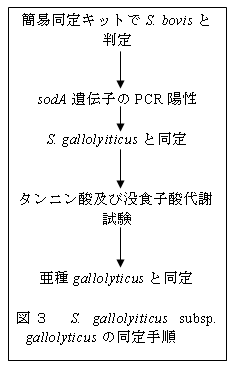 図3 S. gallolyiticus subsp. gallolyticusの同定手順