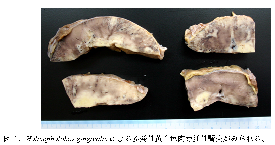図1. Halicephalobus gingivalisによる多発性黄白色肉芽腫性腎炎がみられる。