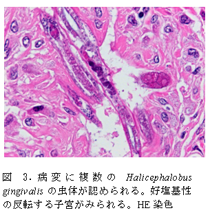図3. 病変に複数のHalicephalobus gingivalisの虫体が認められる