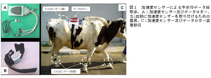 図1 加速度センサーによる牛歩行データ採取法.