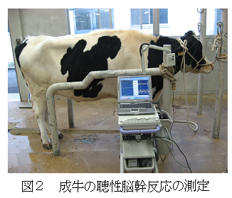 図2 成牛の聴性脳幹反応の測定