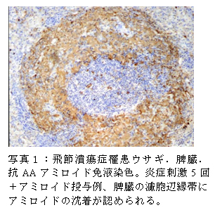 写真1:飛節潰瘍症罹患ウサギ.脾臓.抗AAアミロイド免液染色。