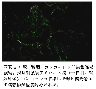 写真2:豚.腎臓.コンゴーレッド染色偏光観察。