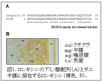 図1. ロンギシンのアミノ酸配列(A)とダニ中腸に局在するロンギシン(褐色、B).