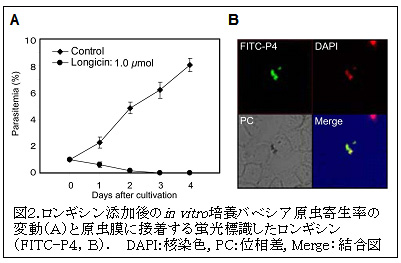 図2.ロンギシン添加後のin vitro培養バベシア原虫寄生率の変動(A)と原虫膜に接着する蛍光標識したロンギシン(FITC-P4,B).