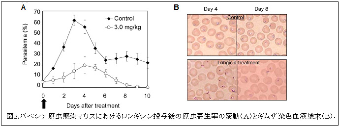 図3.バベシア原虫感染マウスにおけるロンギシン投与後の原虫寄生率の変動(A)とギムザ染色血液塗末(B).