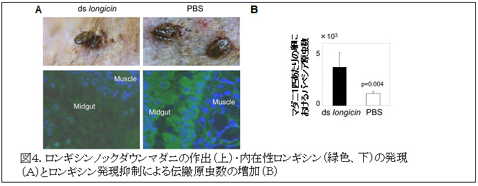 図4. ロンギシンノックダウンマダニの作出(上)・内在性ロンギシン(緑色、下)の発現(A)とロンギシン発現抑制による伝搬原虫数の増加(B)
