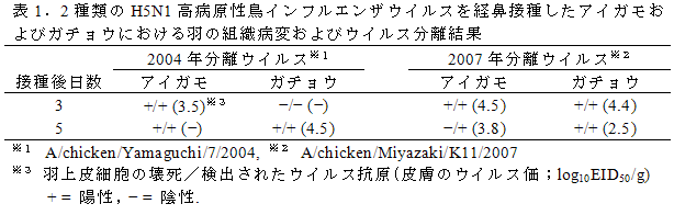 表1. 2種類のH5N1高病原性鳥インフルエンザウイルスを経鼻接種したアイガモおよびガチョウにおける羽の組織病変およびウイルス分離結果