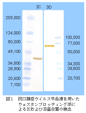 図1 抗口蹄疫ウイルス牛血清を用いたウェスタンブロッティング法による2Cおよび3D蛋白質の検出