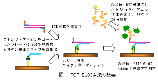 図1 PCR-ELOSA法の概要