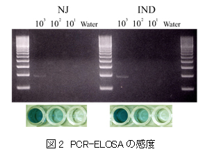 図2 PCR-ELOSAの感度