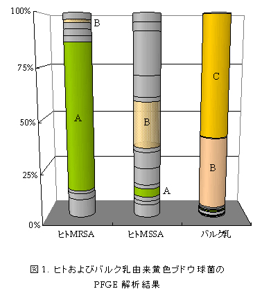 図1. ヒトおよびバルク乳由来黄色ブドウ球菌のPFGE解析結果