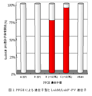 図2. PFGEによる遺伝子型とLukM/LukF’-PV遺伝子