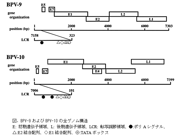 図. BPV-9およびBPV-10の全ゲノム構造