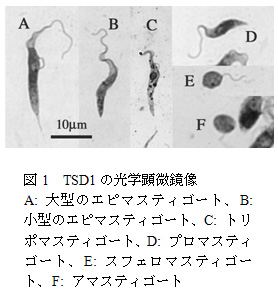 図1 TSD1の光学顕微鏡像