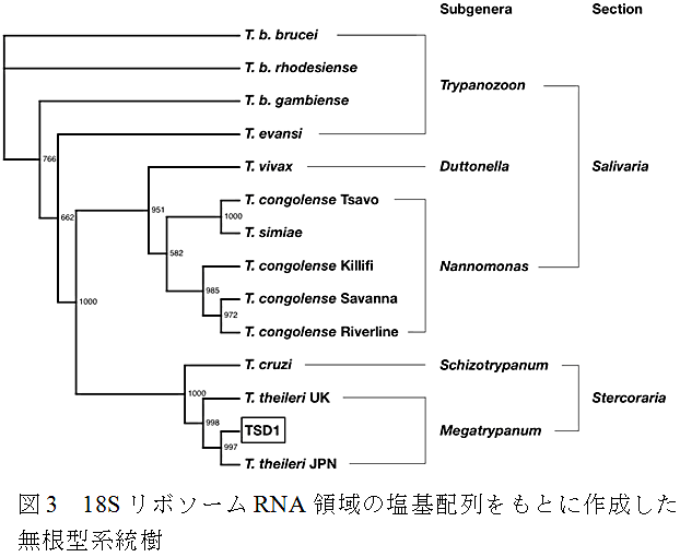 図3 18SリボソームRNA領域の塩基配列をもとに作成した無根型系統樹