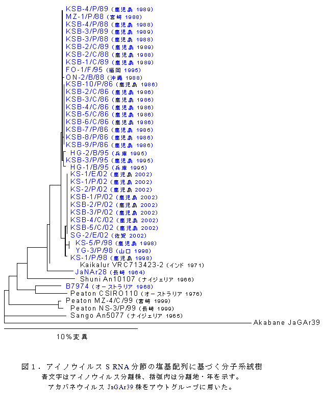 図1.アイノウイルスS RNA分節の塩基配列に基づく分子系統樹