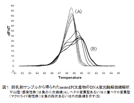 図1.肺乳剤サンプルから得られたnested PCR産物のDNA蛍光融解曲線解析.