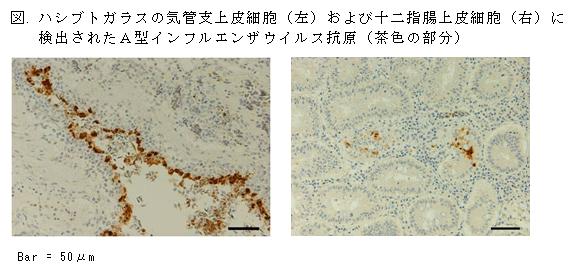 図. ハシブトカラスの気管支上皮細胞(左)および十二指腸上皮細胞(