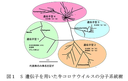 図1 S遺伝子を用いた牛コロナウイルスの分子系統樹