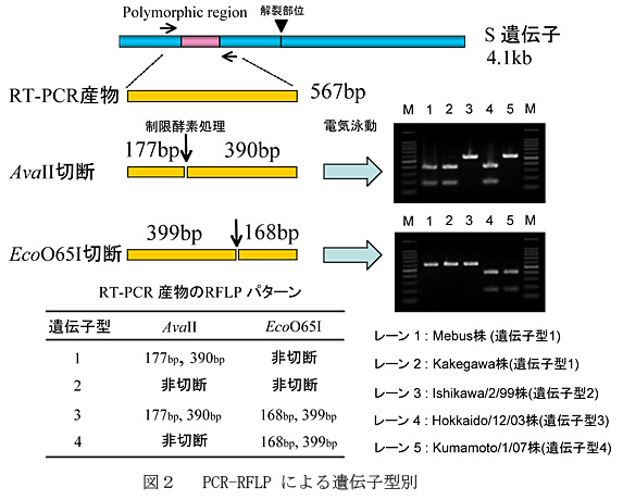 図2 PCR-RFLPによる遺伝子型別