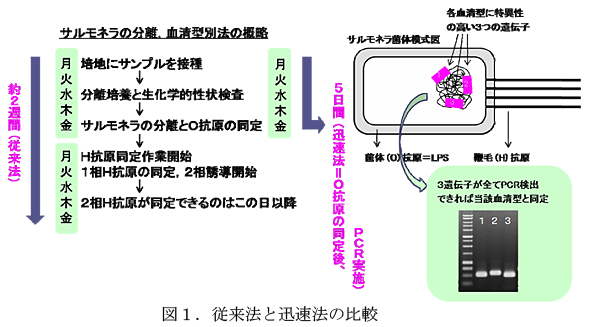 図1.従来法と迅速法の比較