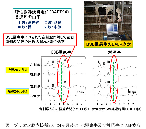 図プリオン脳内接種20、24ヶ月後のBSE罹患牛及び対照牛のBAEP波形